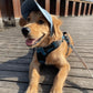 Hatt för hund