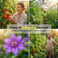 🌿 50% RABATT NU! 🍇 Robust Spaljénät för Trädgården – Hållbart Syntetiskt Nät, Väderbeständigt & Platsbesparande – Perfekt För Klätterväxter, Grönsaker & Frukter 🍅